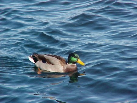 duck at lake